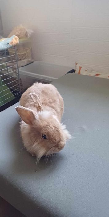 Króliczek miniaturka