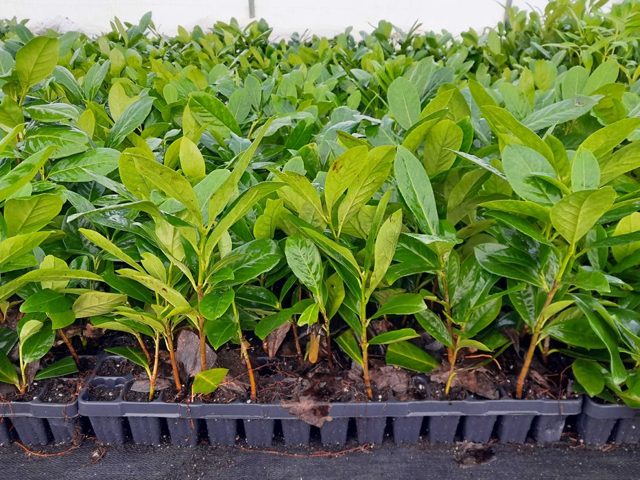 Laurowiśnia! Do 200 cm! Novita Caucasica Rotundifolia! Sadzimy!