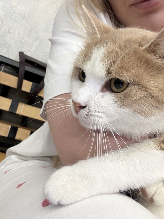 Люблячий котик шукає родину. Вік 2-3 роки , стерилізований