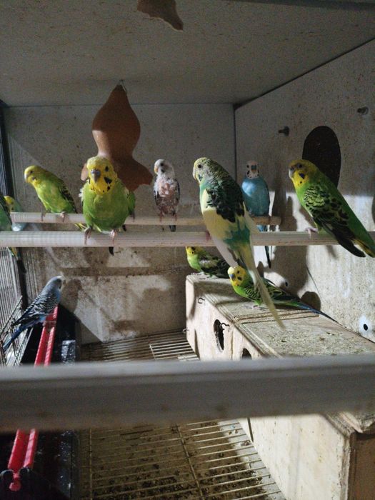 Piriquitos Australianos