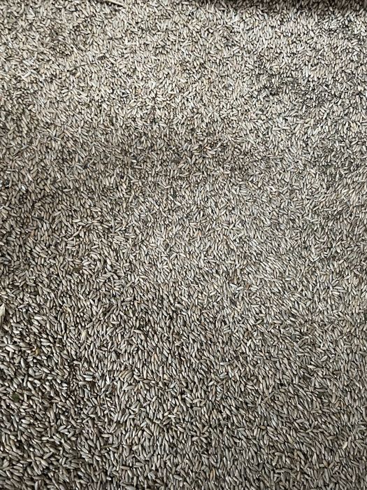 Żyto jare poerwszy rok po kwalifikacie