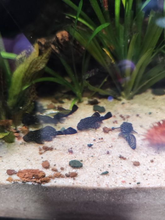 Ancistrus sp com 3 a 6 cm