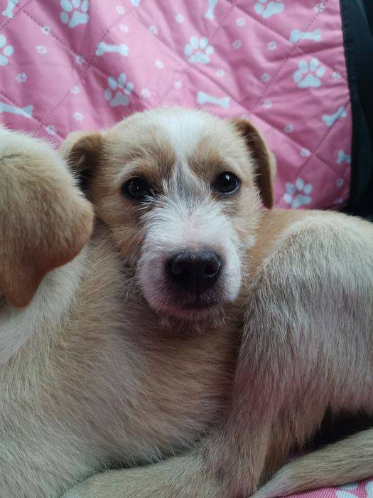 Oddam pieski w dobre ręce