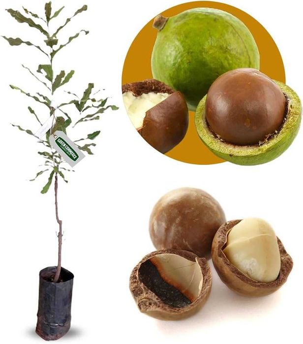 Macadamias Arvores