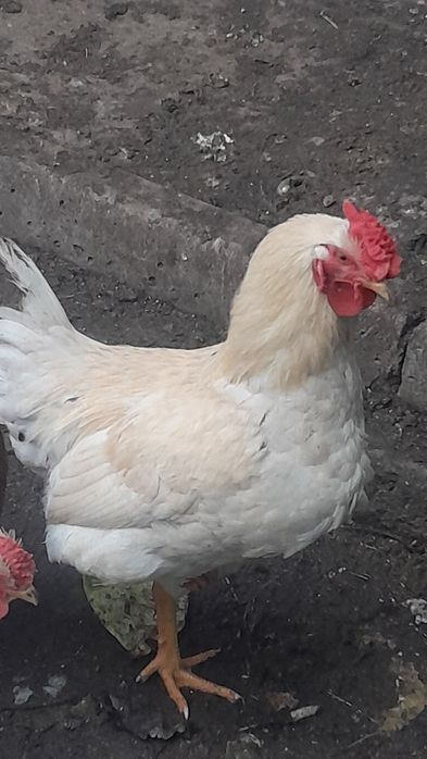 Півень домашній продам