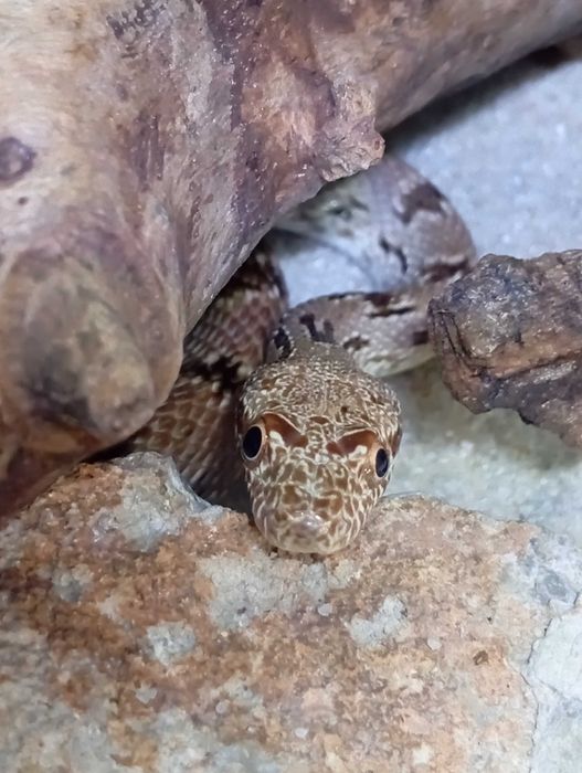 Wąż diademowy Spalerosophis diadema
