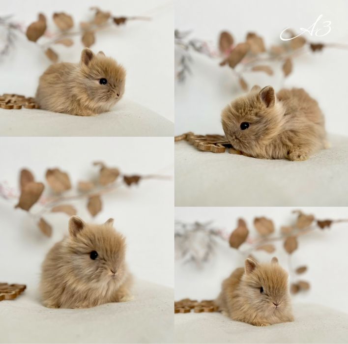 Kroliczki Karzełki Teddy najmniejsza rasa, Mini lopki