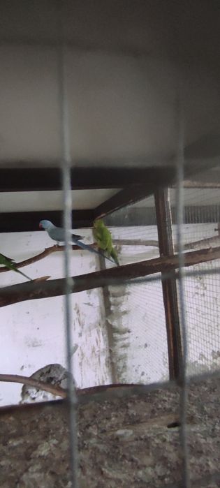 Aleksandretta obrożna