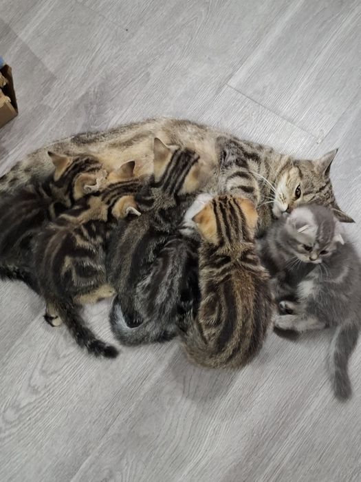Шотландскі кошенятка