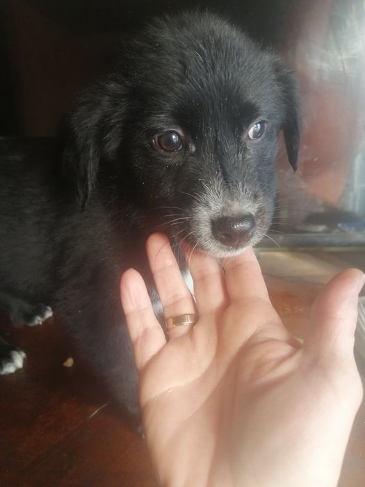 Отдам привезенных щенков