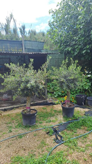 OLIVEIRAS (Olea Europaea)