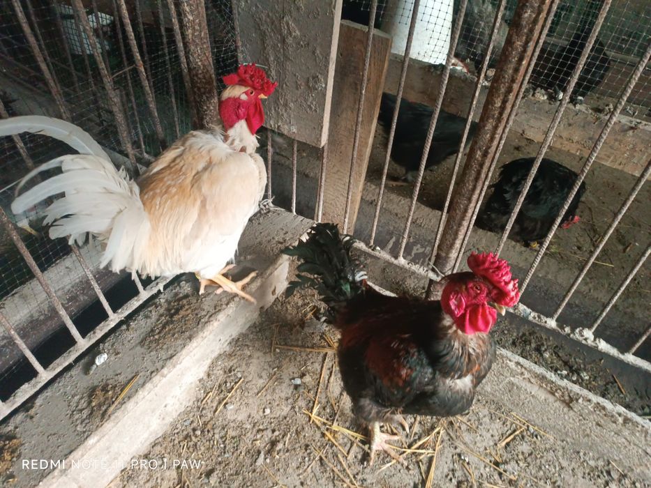 Jaja lęgowe welsumer  Red Caps wandota WAYNDOTTA Ayam