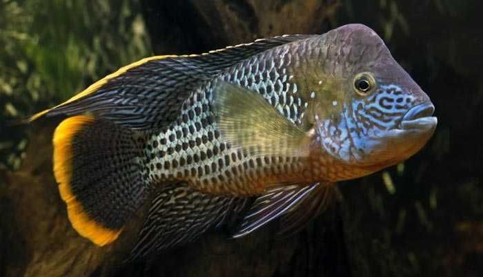 GB Akara pomarańczowopłetwa (Andinoacara rivulatus)