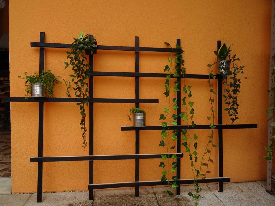 Plantas de interior/exterior suculentas