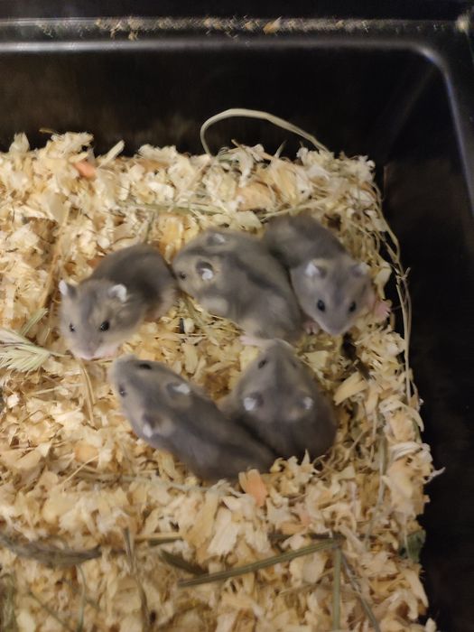 Chomik chomiki młode