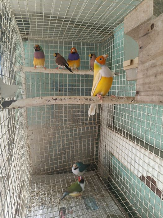 Goulds, e outros Exóticos