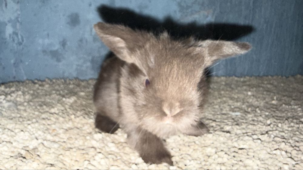 Mini Lop Królik Miniaturowy Mini Lopy