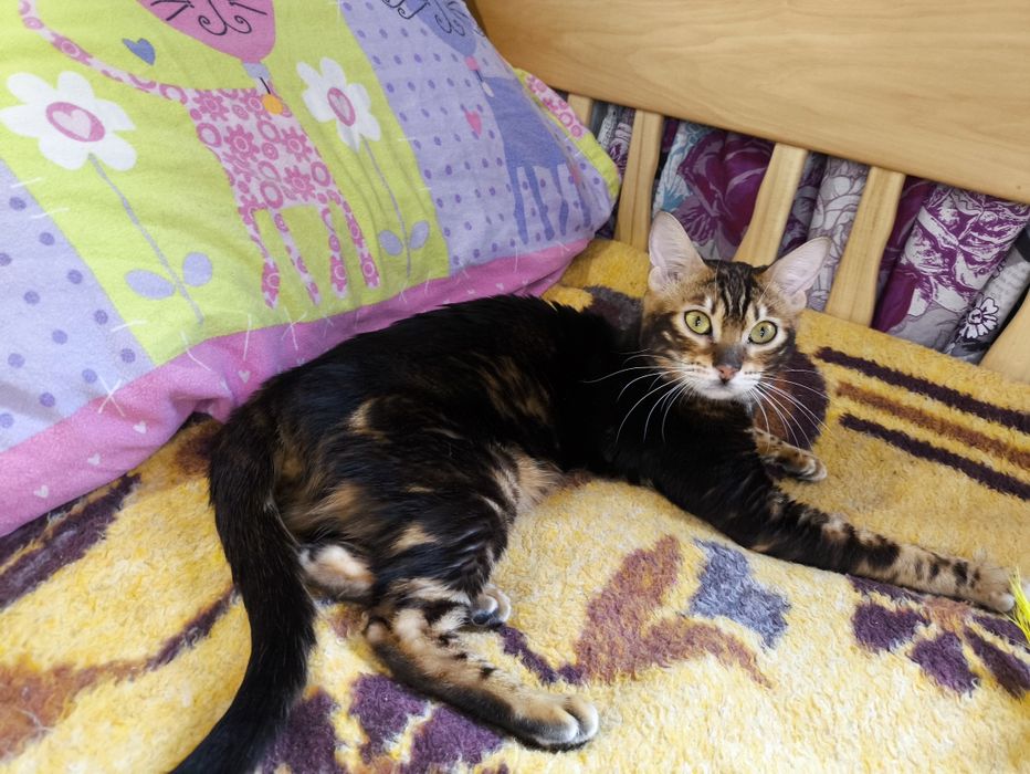 Мраморный бенгальский котёнок,бенгал,котята