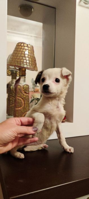 Отдам бесплатно щеночка 2 месяца