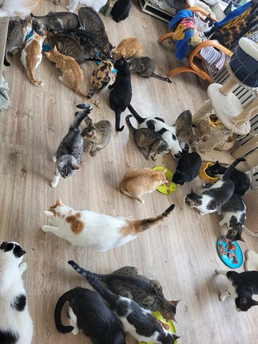 Wolontariusze do kociej fundacji poszukiwani :)