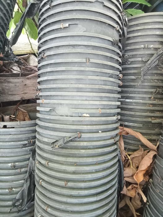 Vasos de plantas