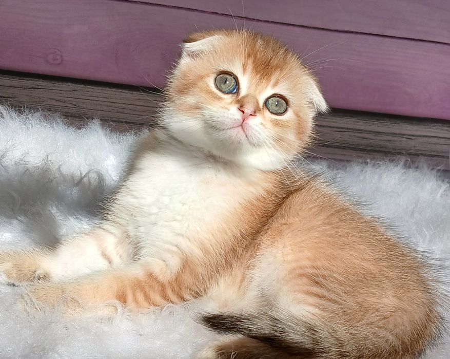 Котики золотої шиншили 2ва місяці