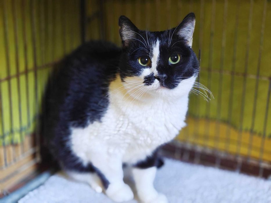 Учтивая красавица кошечка Кенди 1,5 год ждет свою семью