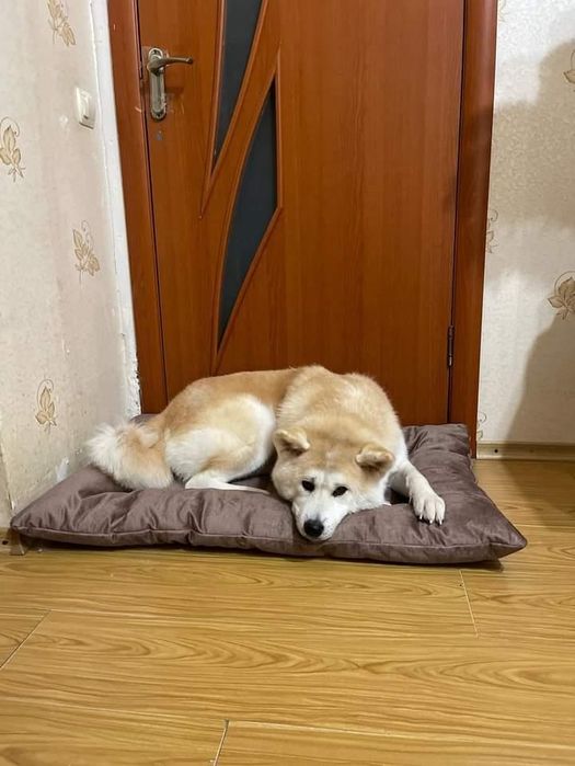 Лежанка, лежак для собак и кошек, спальне місце для собаки