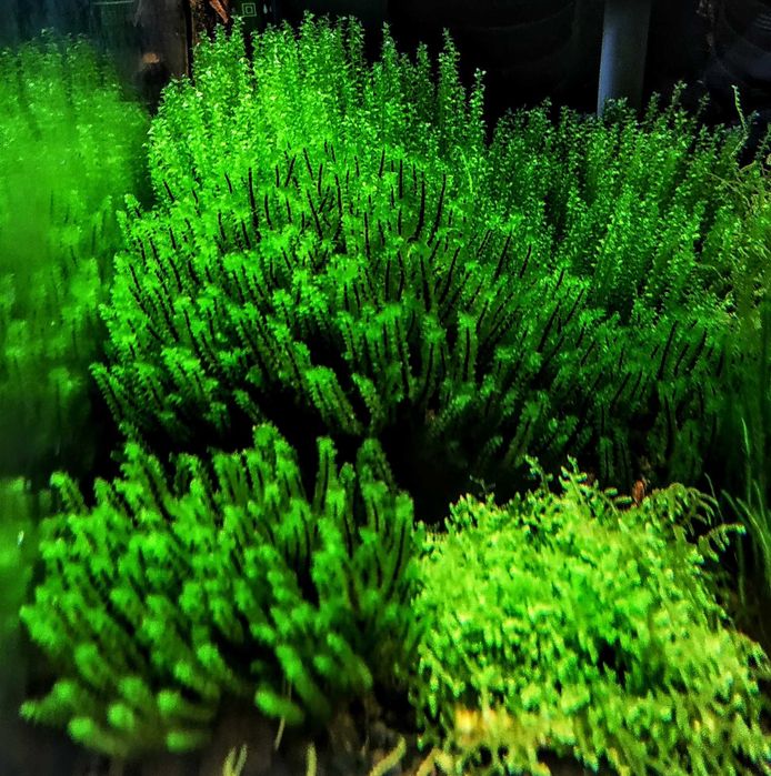Hookeriaceae sp- rarytas ZAMIANA GRATIS PROMOCJA