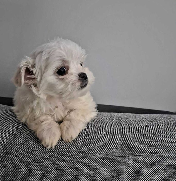 Sunia maltańczyk po małych rodzicach