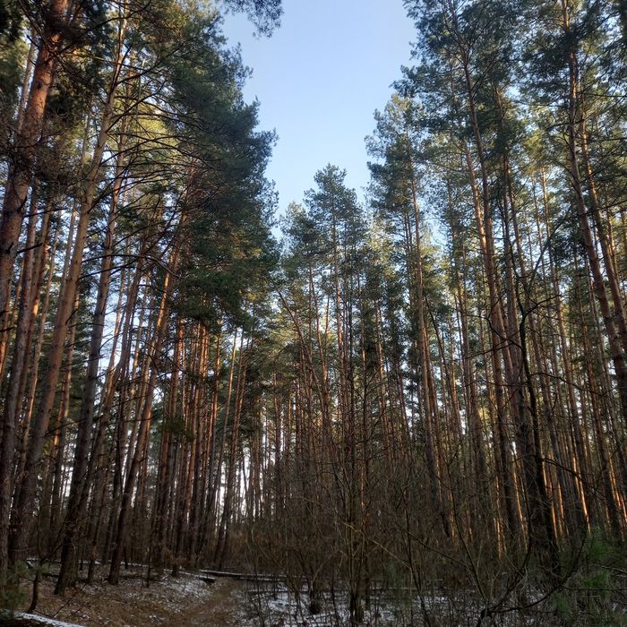 Продаж ділянки в сосновом лісі