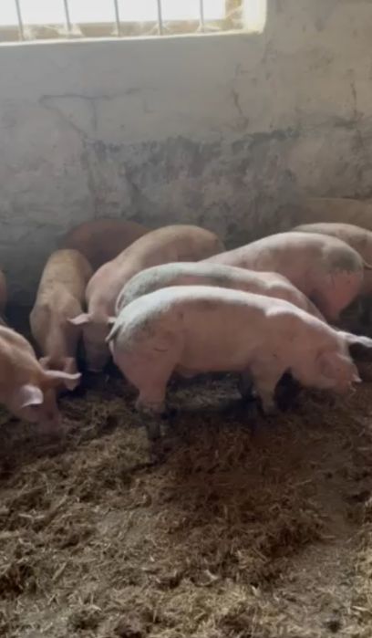 Продам поросят ландрас била велика вес 15- 22