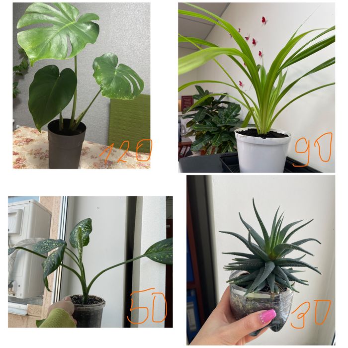 Дефінбахія, монстера, бегонія, фіалки