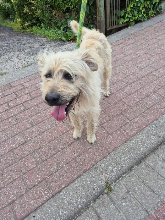 Znaleziono małego długowłosego pieska