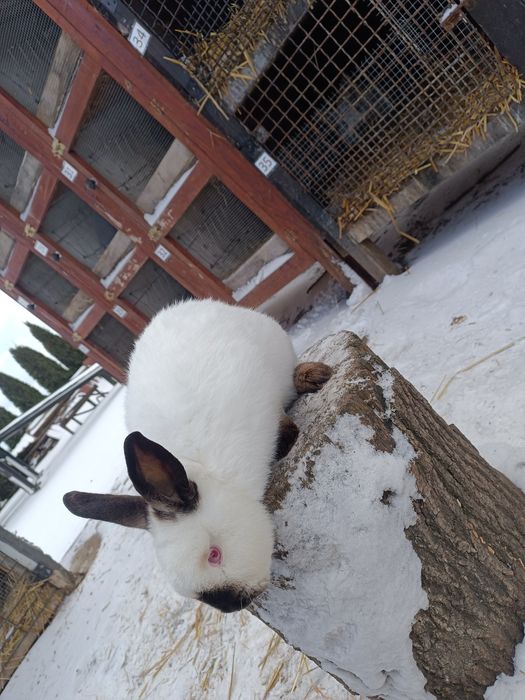 Króliki Kalifornijskie Czarne