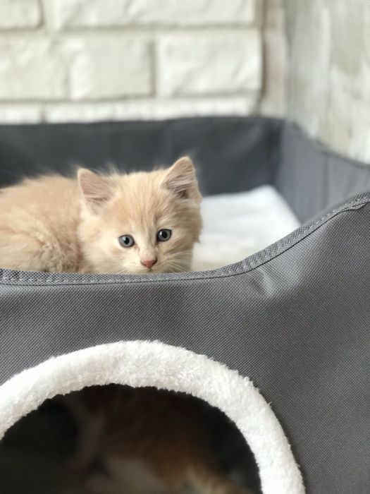 Котик в добрі руки