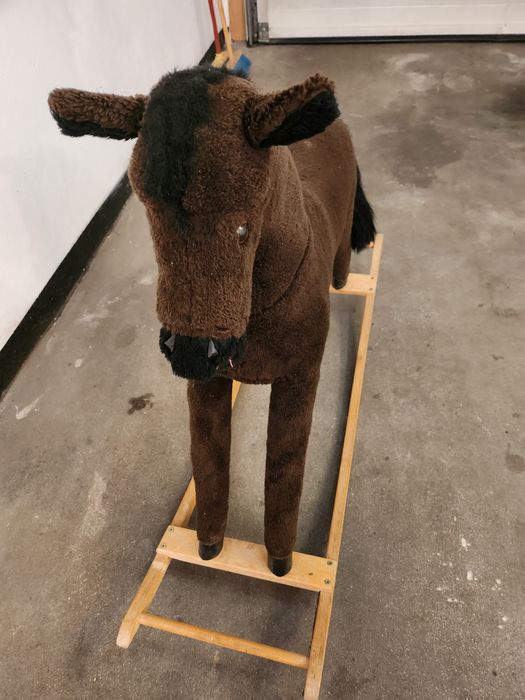 Konik bujany na biegunach