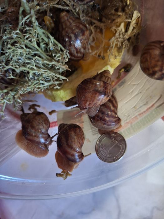 Віддаю Ахатин равликів