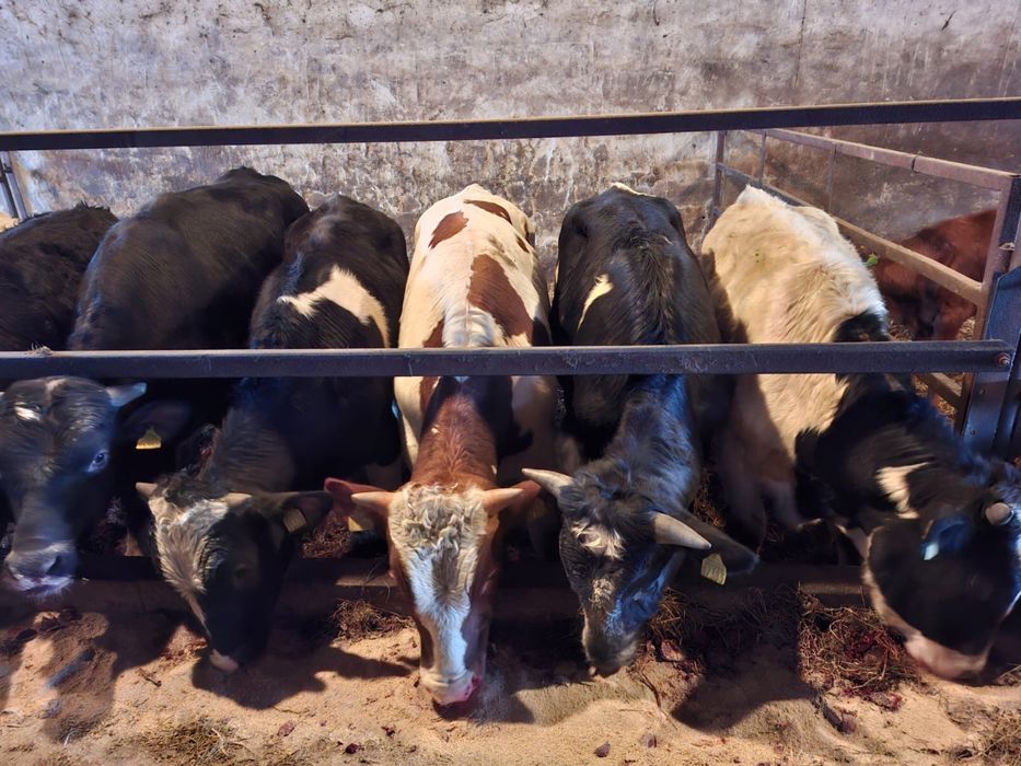 Odsadki, byczki, jałówki