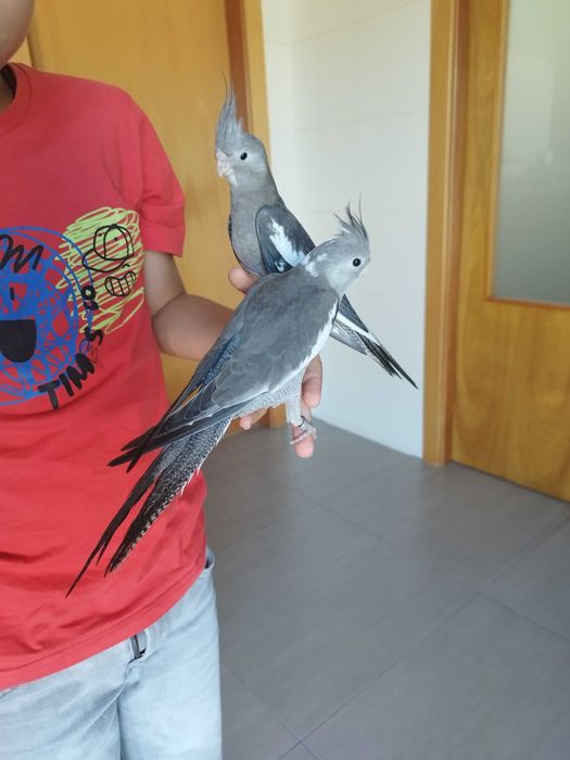 Caturras domesticadas