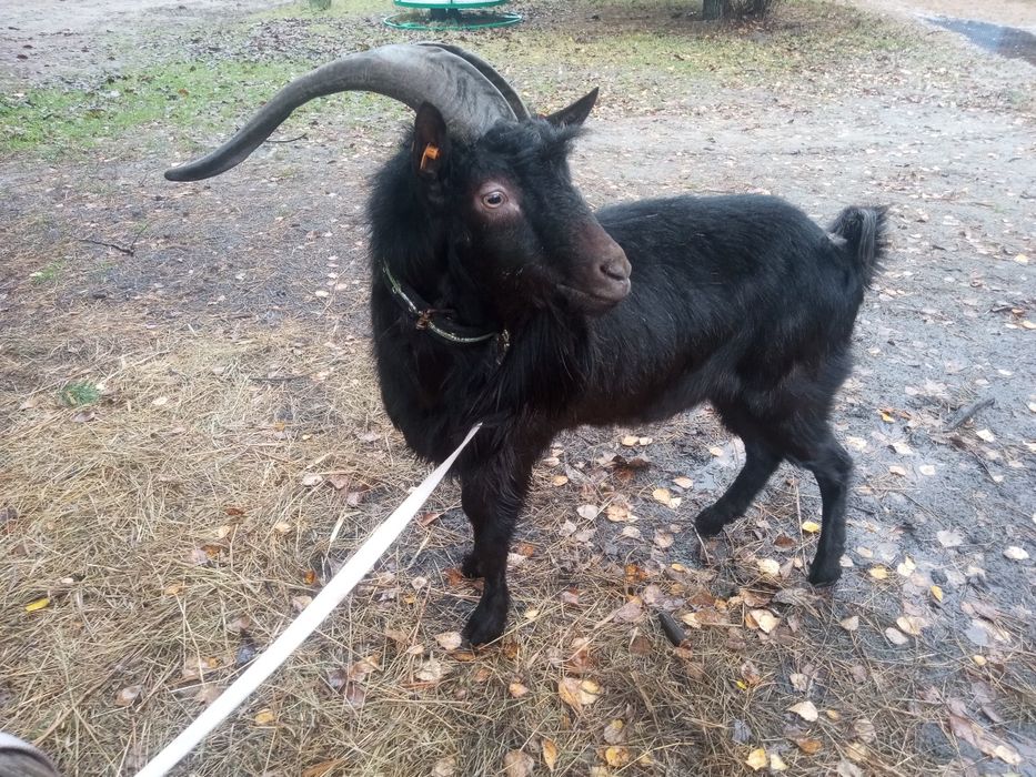 Kozioł kazimierzowski czarny