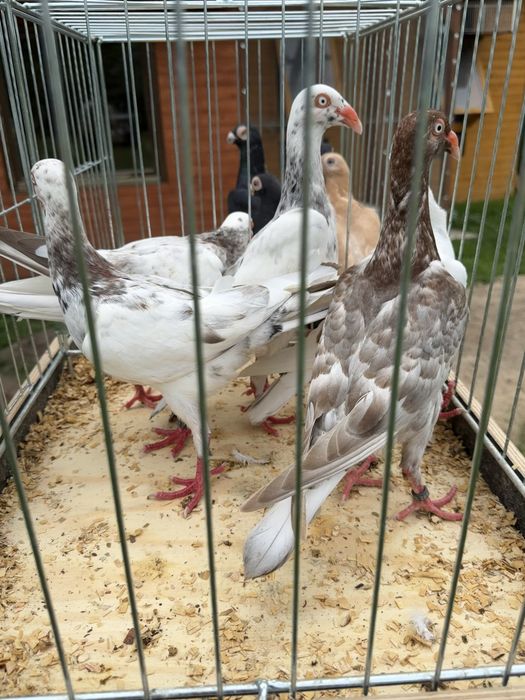 Duńskie lotne – młode gołębie ozdobne