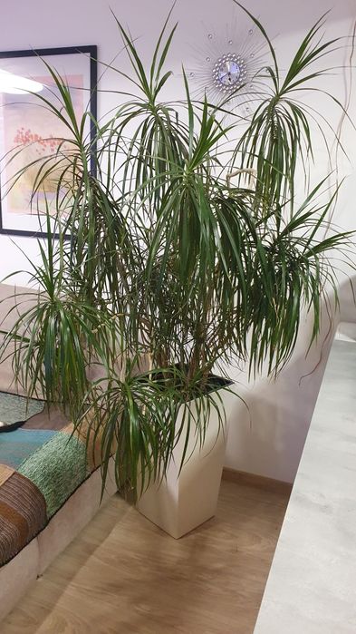 Duża piękna dracena