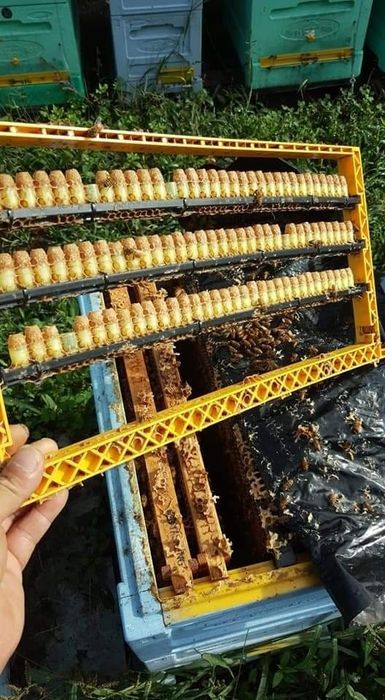 Бджоломатки карніка Тройзек-Вароатолеранц (австрійка) плідні.матка.