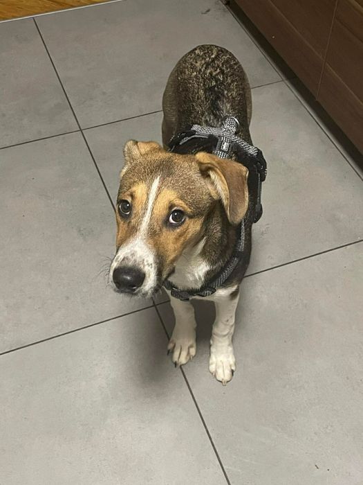 Oddam pieska Za darmo