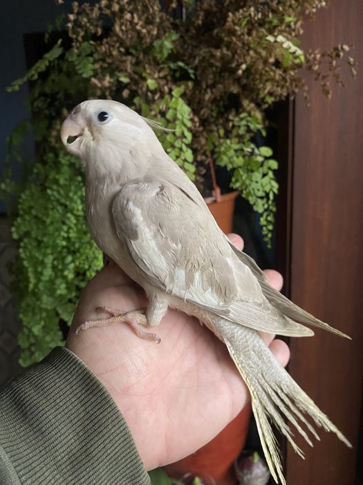 Caturra  Domesticada -( excecional )