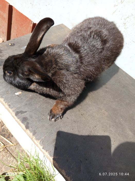 Króliki samice trzy sztuki