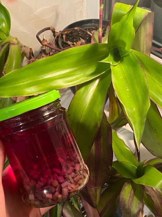 Продам золотий вус