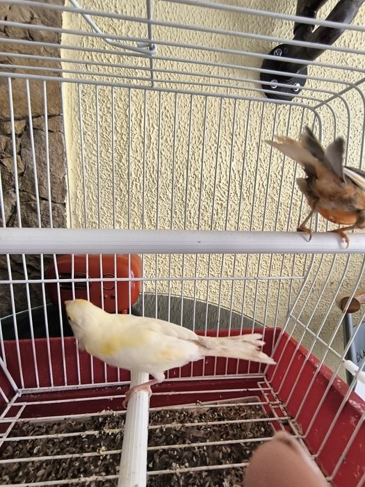 Cedo canários machos a cantar, com várias cores