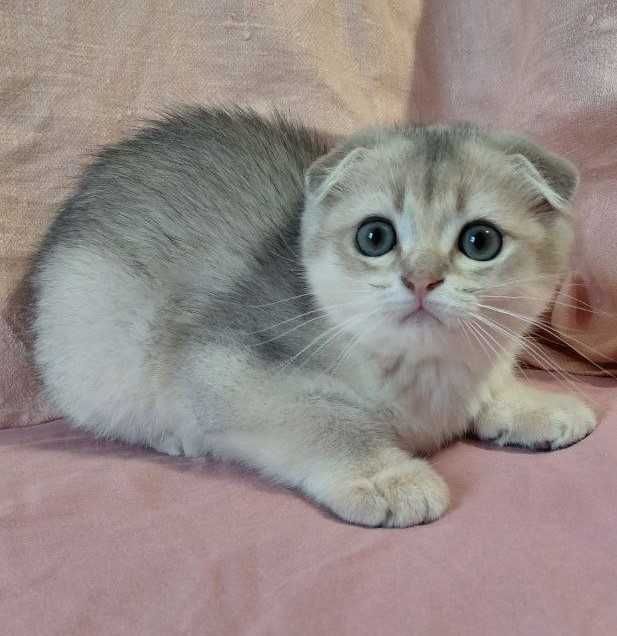 Шотландский вислоухий котик в окрасе голубое золото ау11